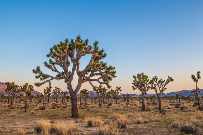 Joshua Tree